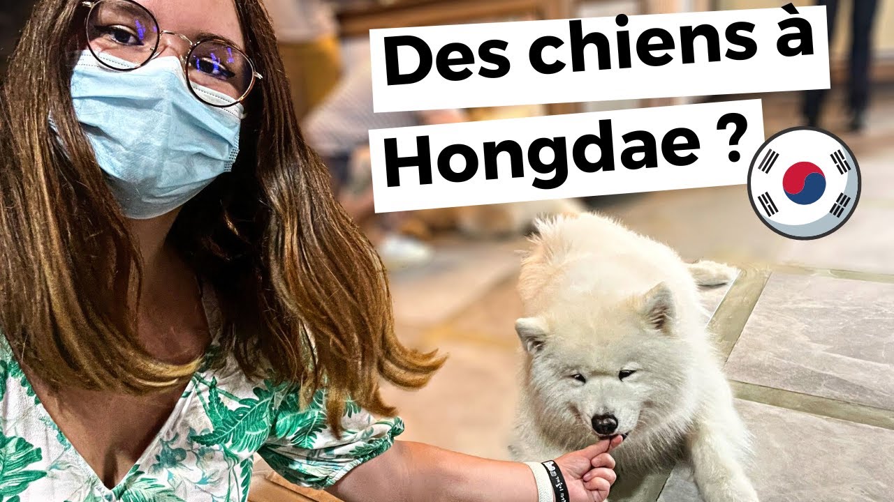 🇰🇷 Un CAFÉ avec des CHIENS en CORÉE DU SUD ? 🐶 - Vlog visite Hongdae Séoul