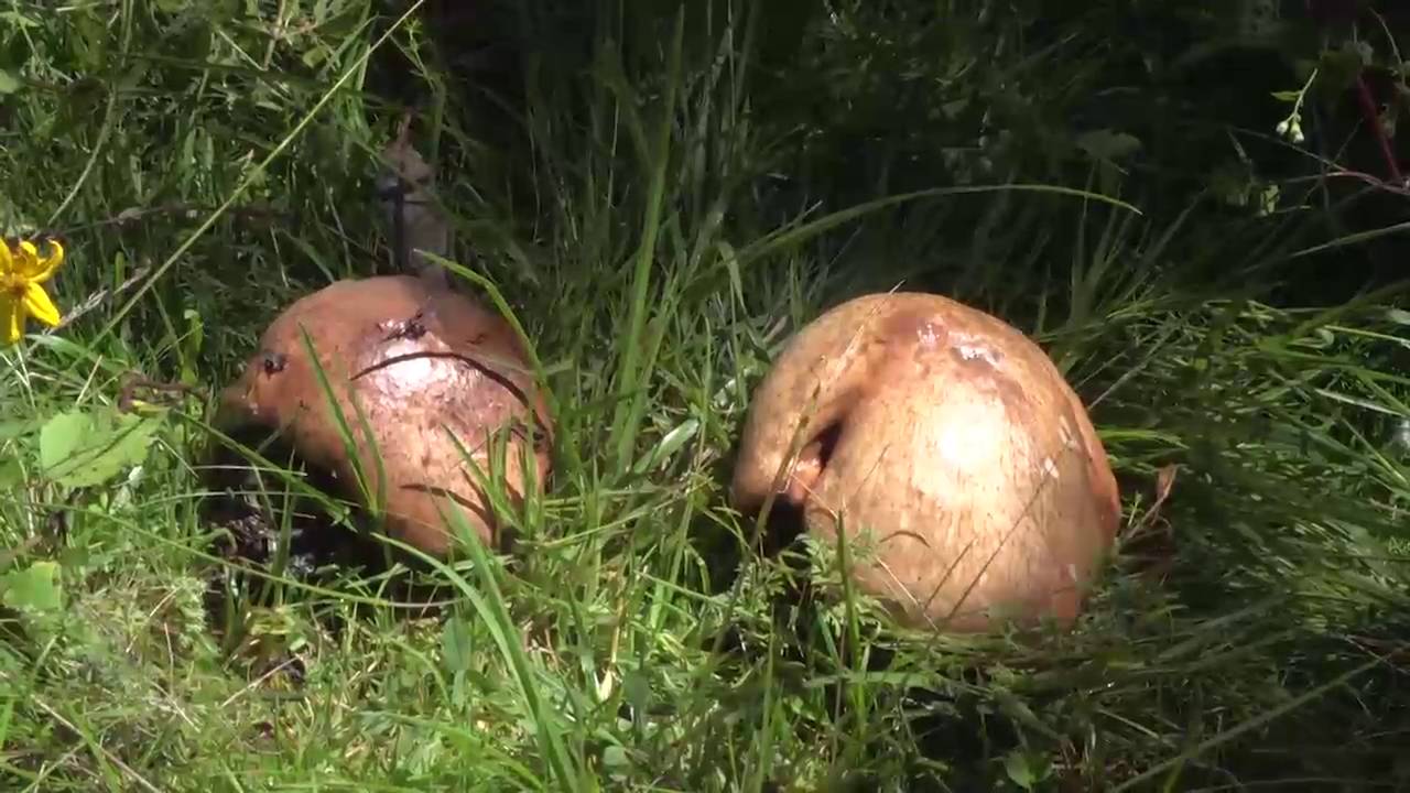 Experiencia exitosa de hongos silvestres comestibles en plantaciones forestales de pino en Ancash.