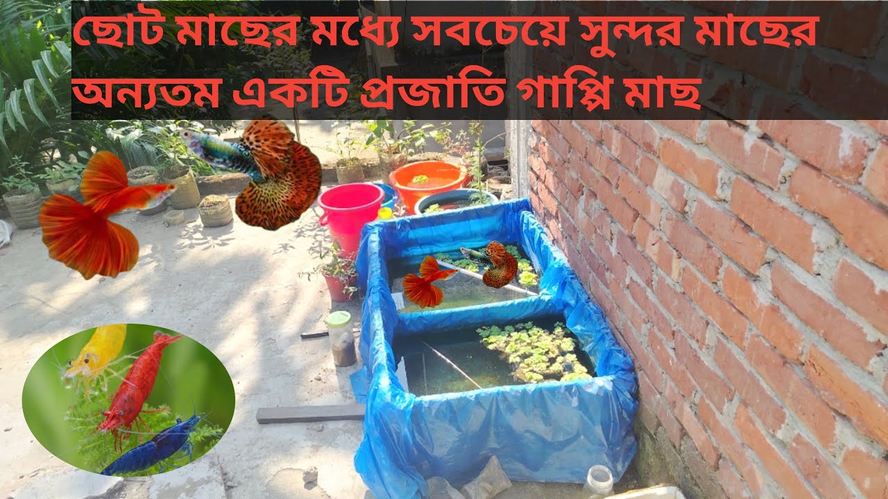 এই শীতে আমাদের ছাদের গাপ্পি মাছ গুলার কি অবস্থা