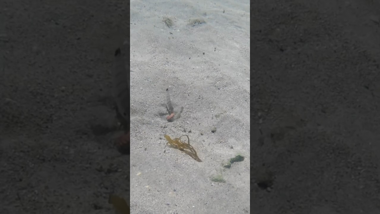 Tiny Sea Breams Feast on big Sea Worm! 🐟🐛 