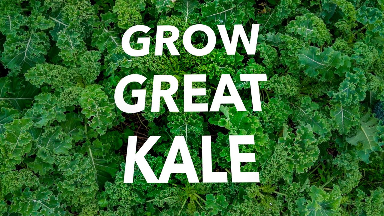 How to Grow Kale Organically without Pests and Disease