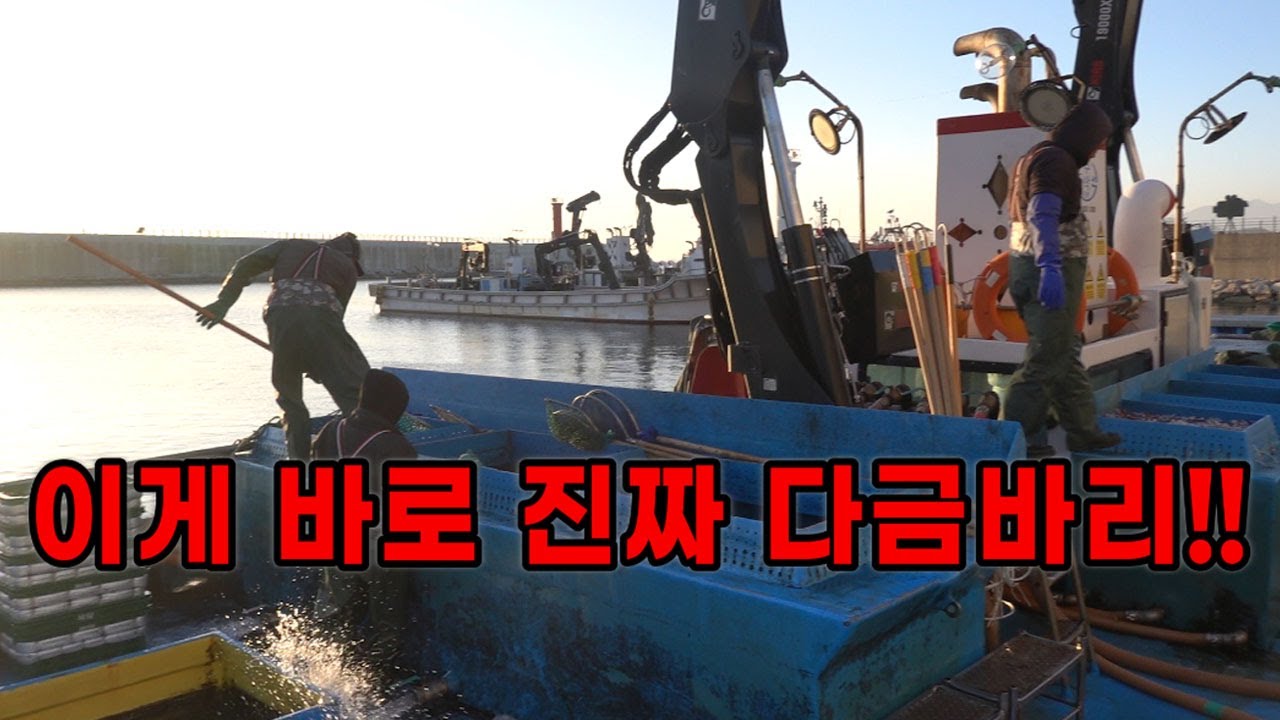 어부들도 평생 볼까 말까한 물고기!! 이게 진짜 다금바리다./I'm the real Sawedged Perch.