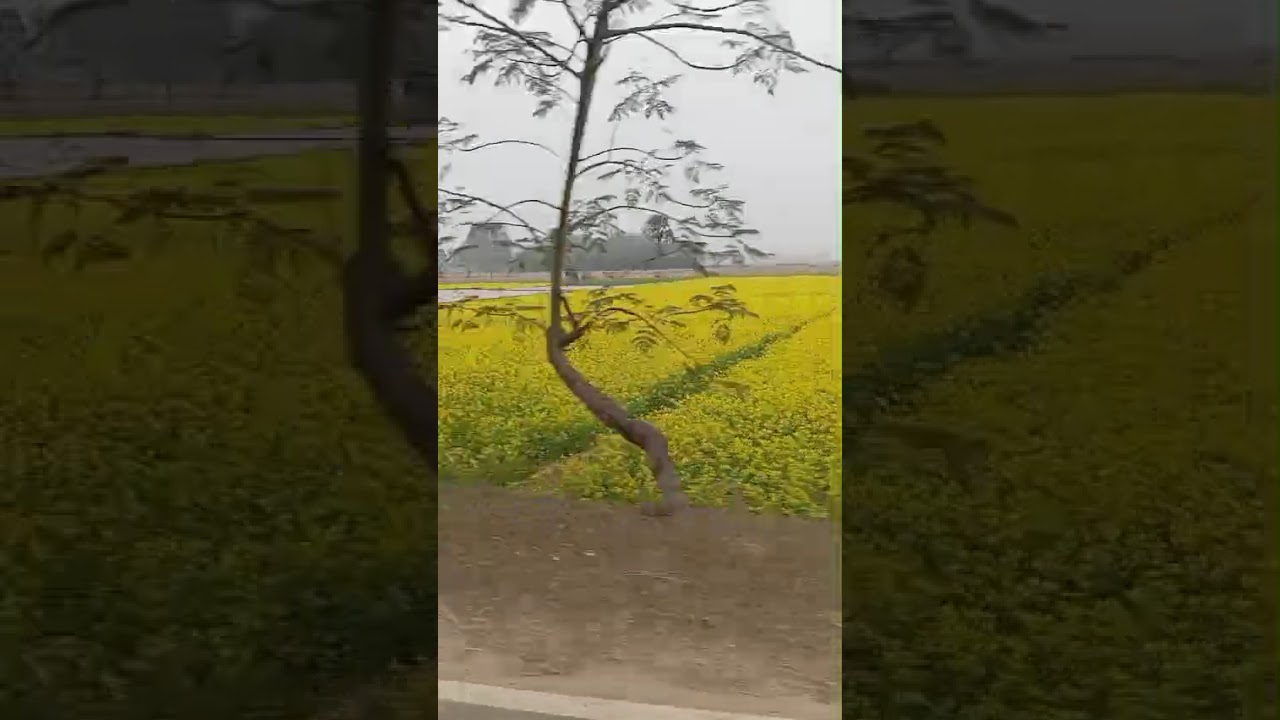 চলো ঘুরে আশি সরিষা ক্ষেত  🥰🥰🥰
