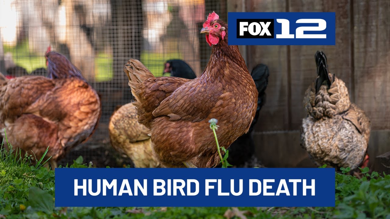 Person sick with bird flu dies from complications in Washington state