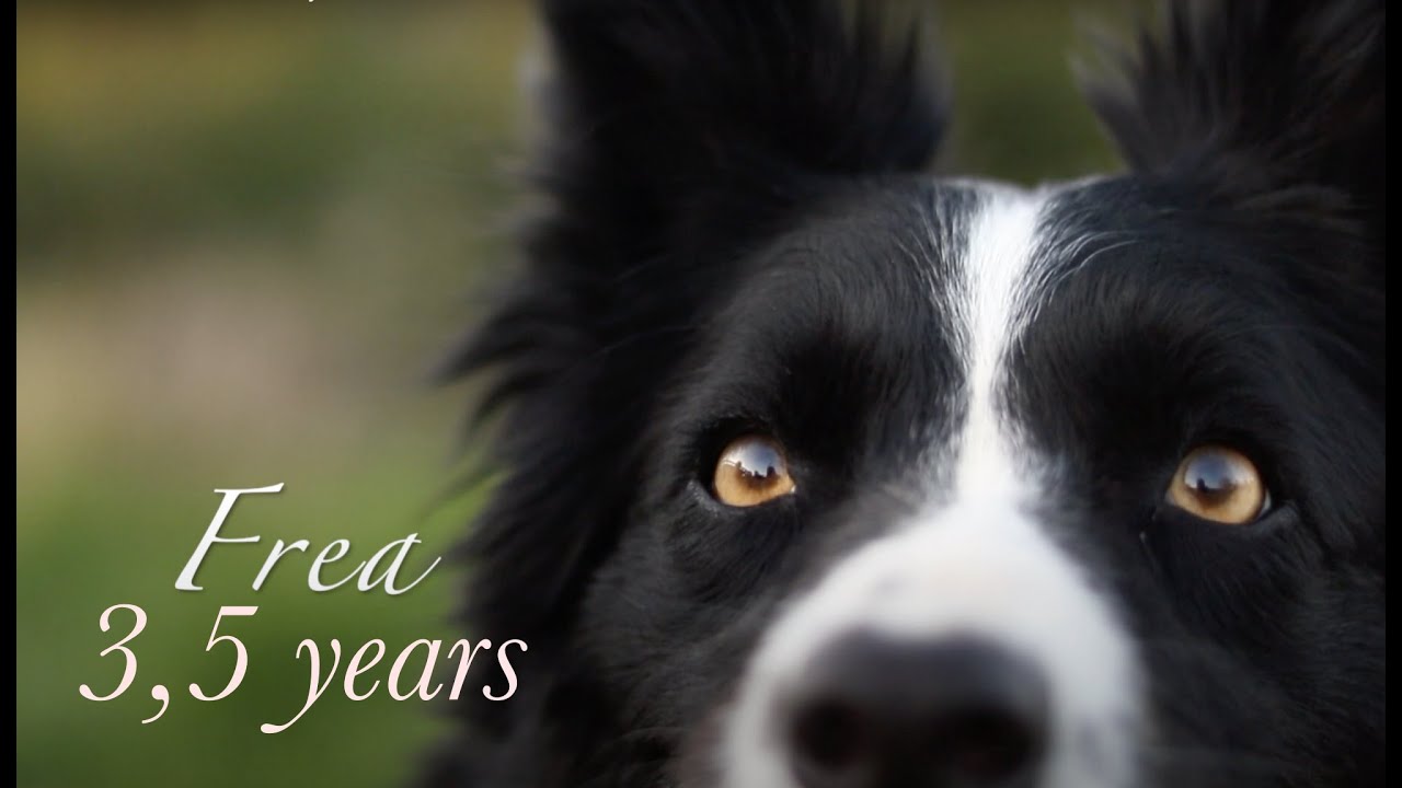 Border Collie Frea | 3,5 years