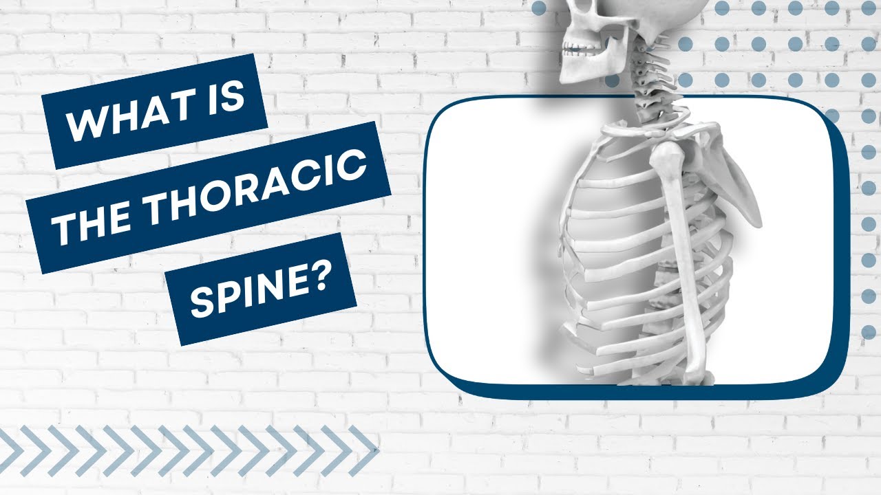 What Is The Thoracic Spine? | Anatomy + Function