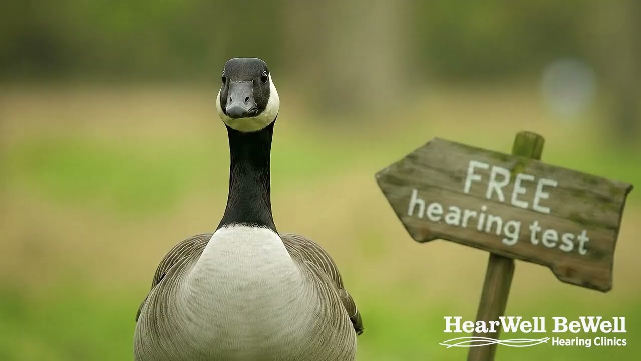 Untreated Hearing Loss and Relationship Breakdown (Geese) 16:9 30Sec