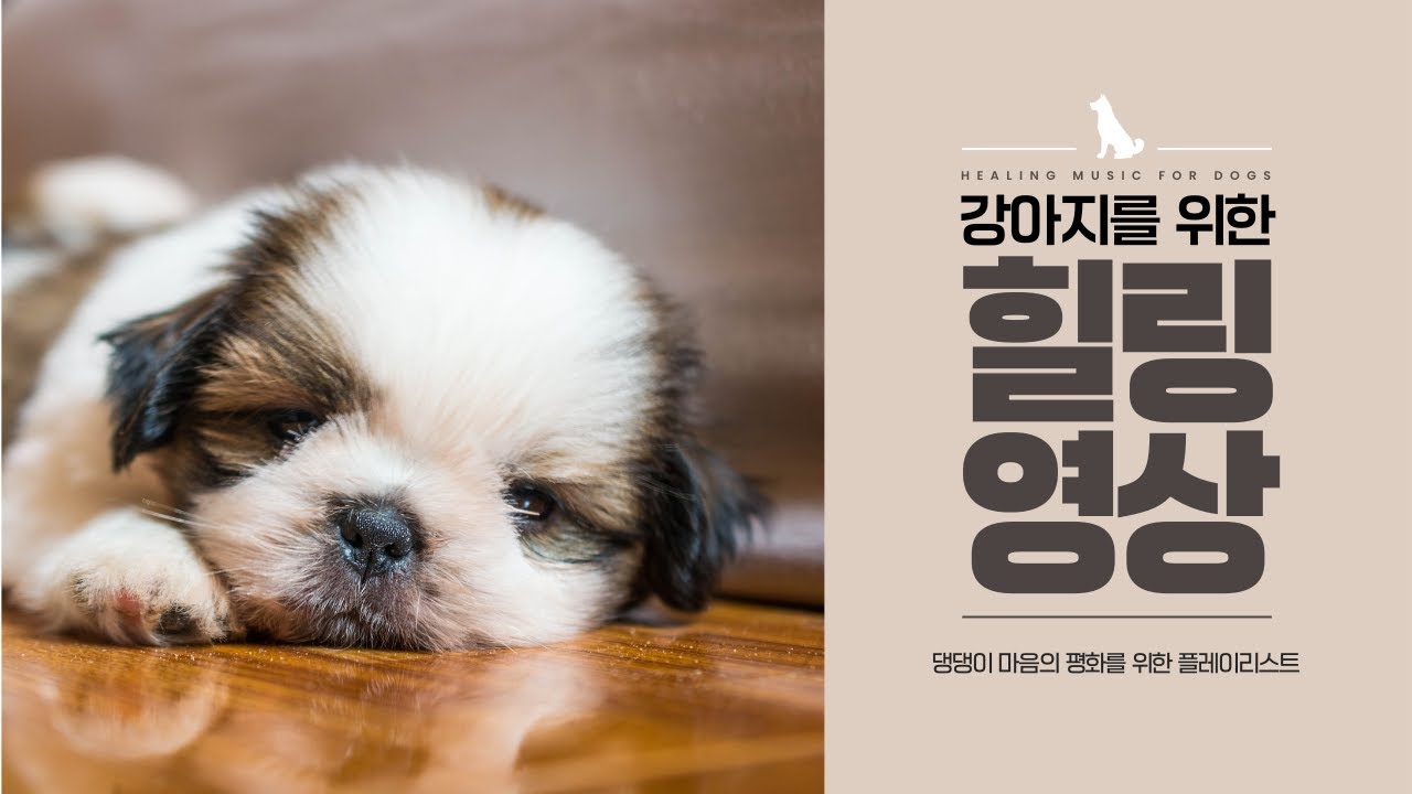 너무 예뻐서 안 볼 수 없는 강아지 힐링 영상 1시간