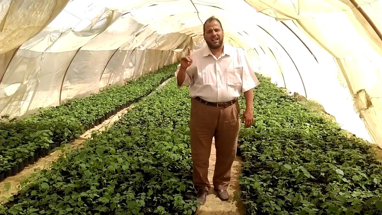 شتلات باولونيا عرابى 2016