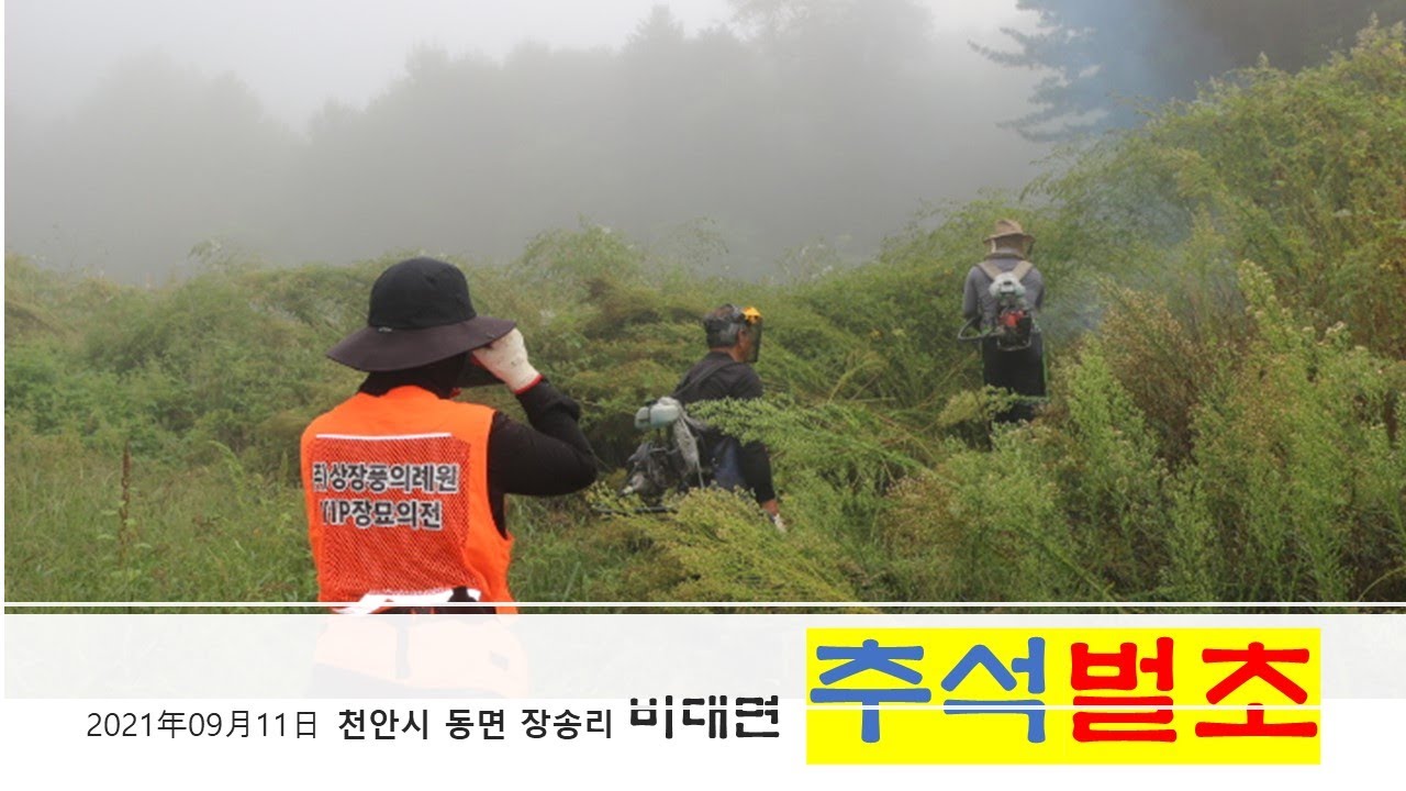 천안시 동면 장송리 추석벌초(2021년9월10일)