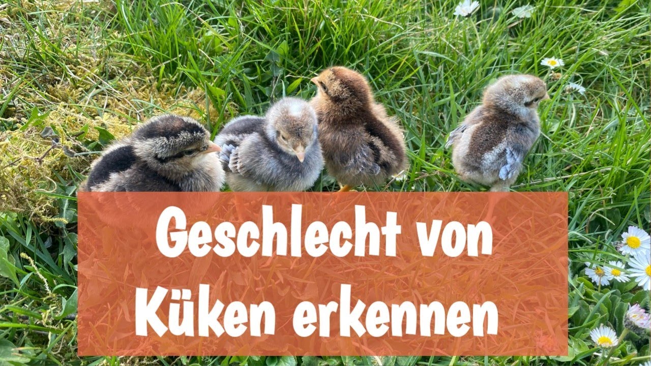 Küken Geschlecht erkennen | Hahn & Henne unterscheiden | Hühner 🐥🐤🐓🐔