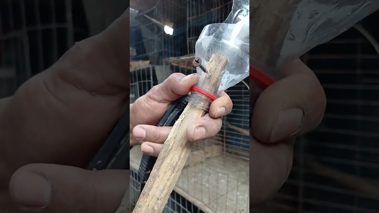 La nasa me quiere reclutar por tremendo invento para mis gallos 😱🤷👏🏽🐓