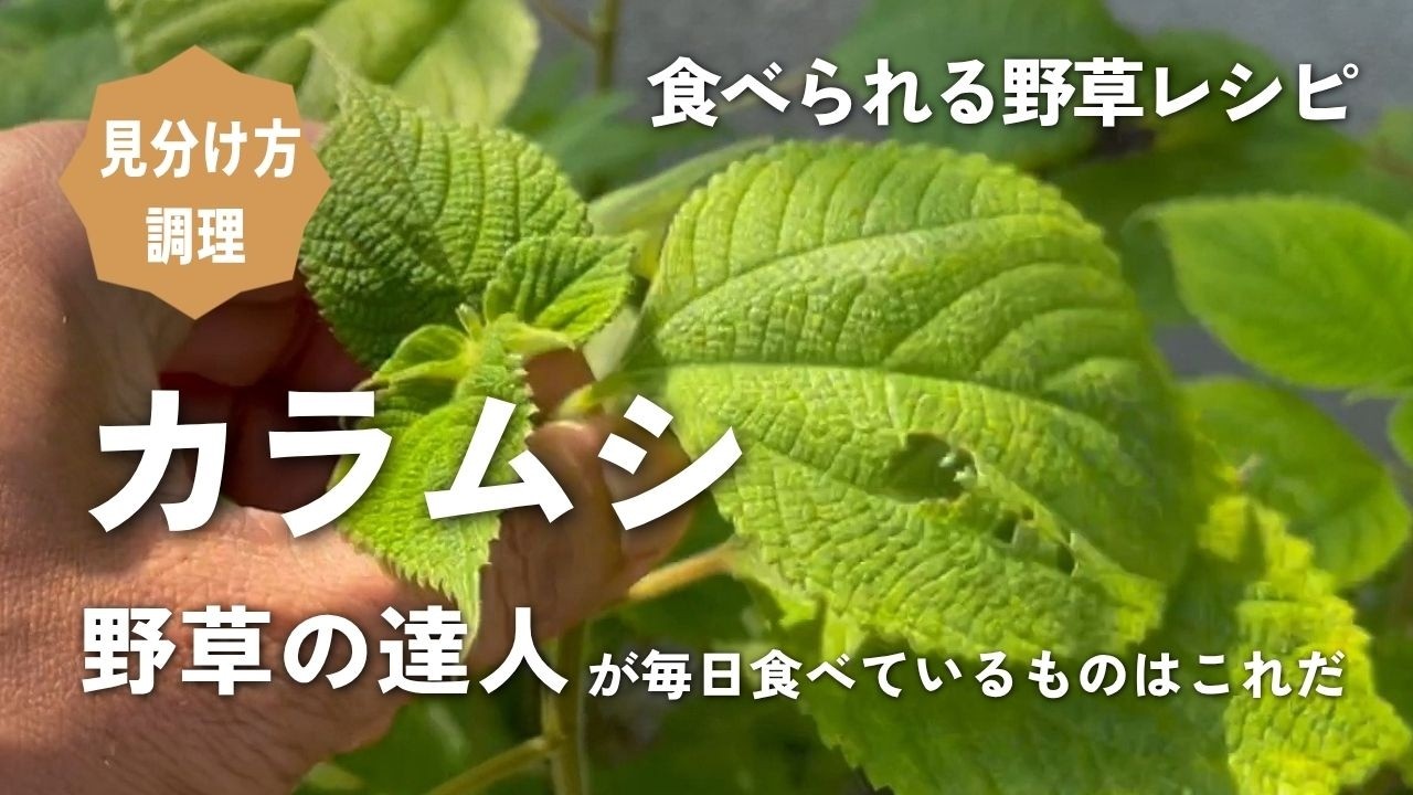 【野草術】野草の達人が最も食べる野草はこれだ！6月食べられる野草レシピ～カラムシの刺身～June edible wild grass recipe”Boehmeria nivea”