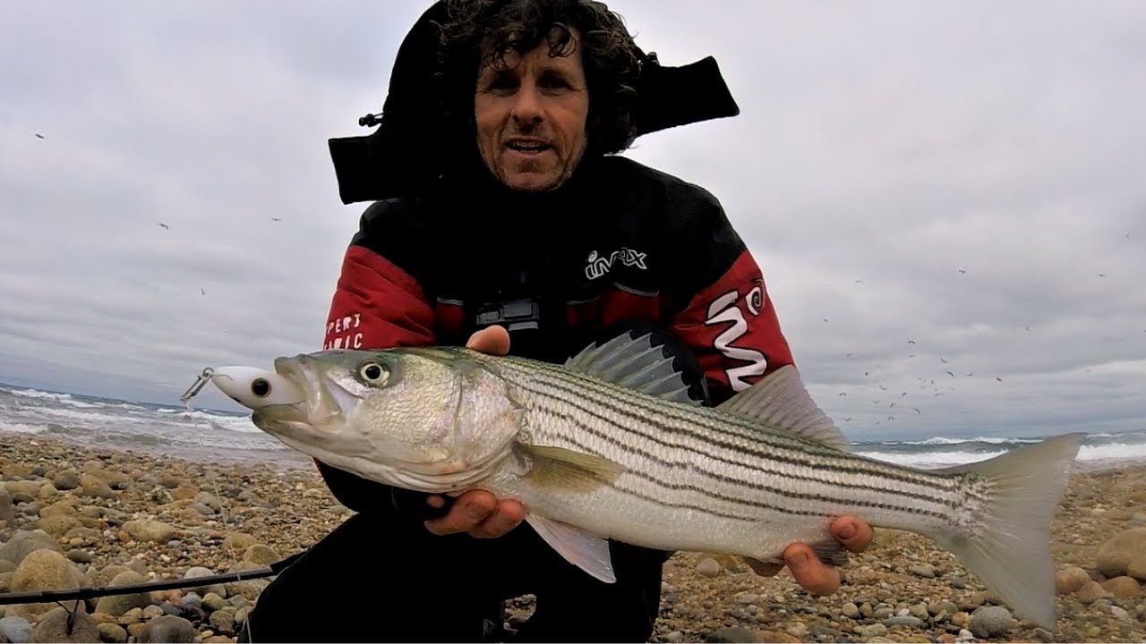 Striped bass lure fishing👉 Catching Striper on long casting lures in surf