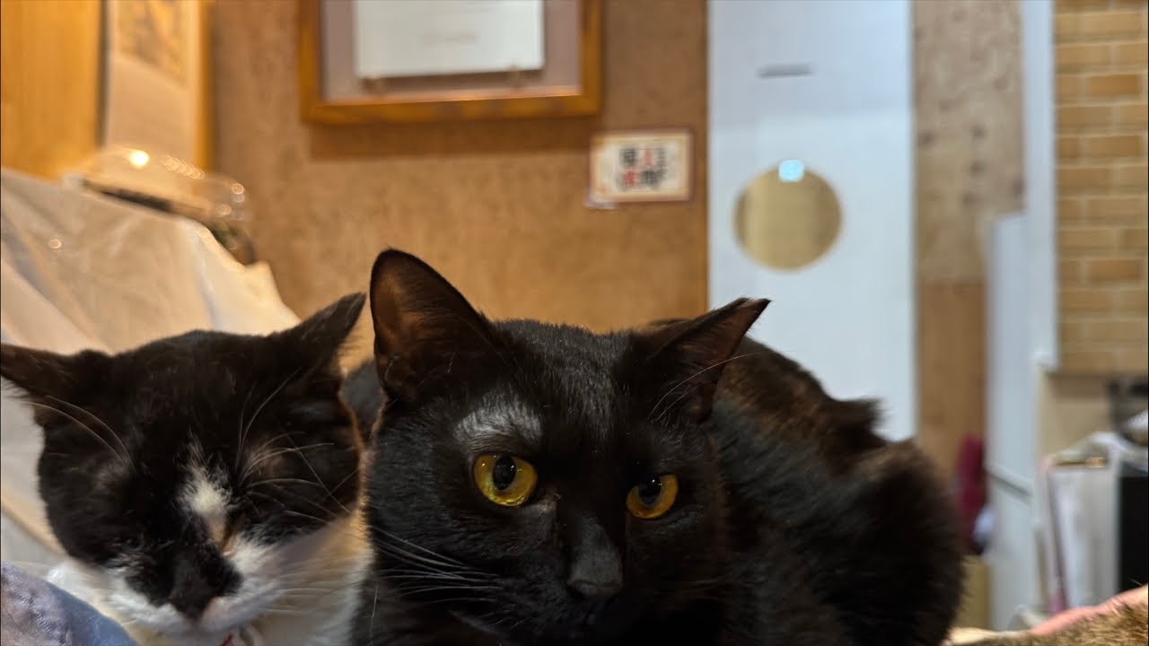 We would greatly appreciate your Super Chat donations to support the cats.