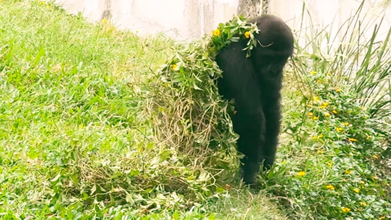Ringo的小小時尚Ringo’s Little Fashion#金剛猩猩 #gorilla