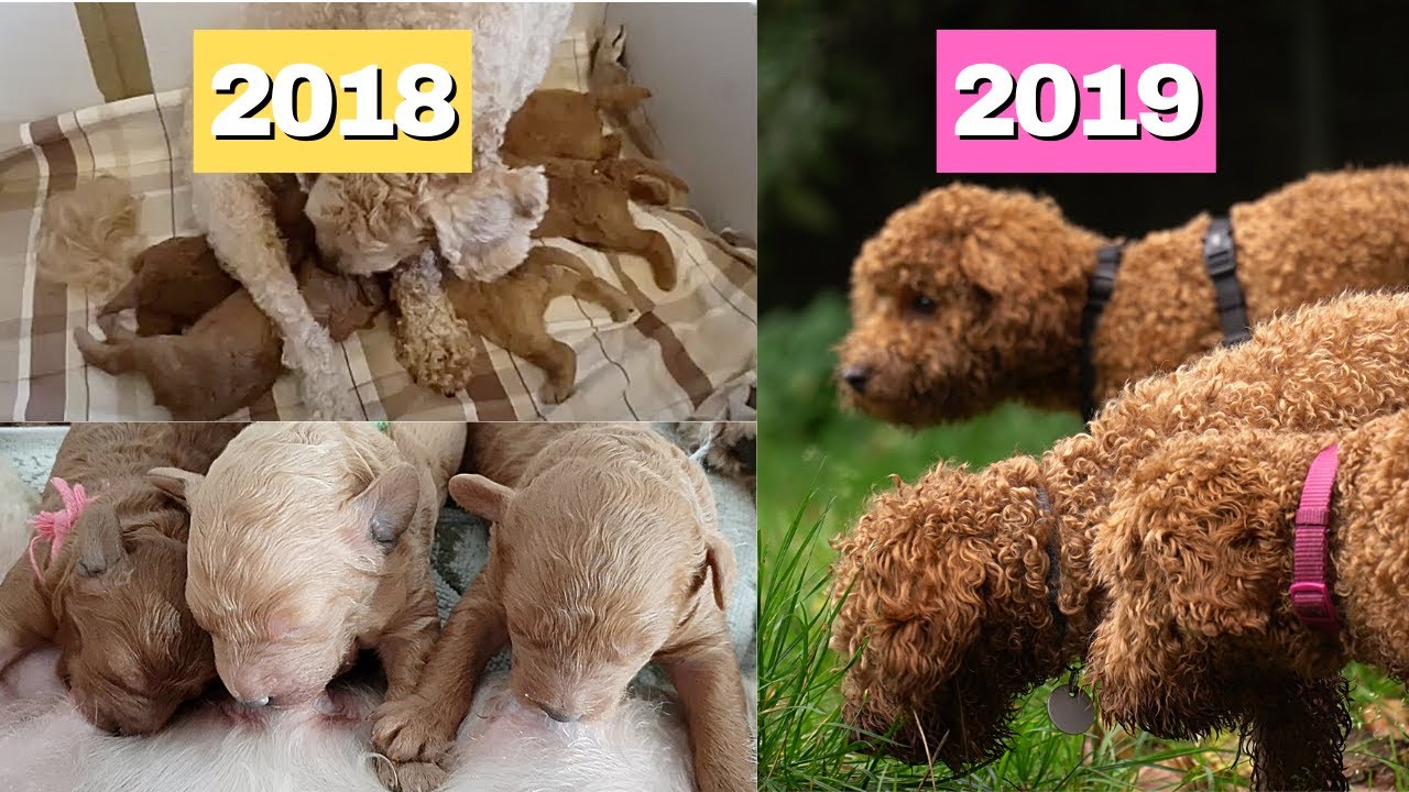 5 Miniature Apricot Poodle Puppies meet their mom after ONE year again