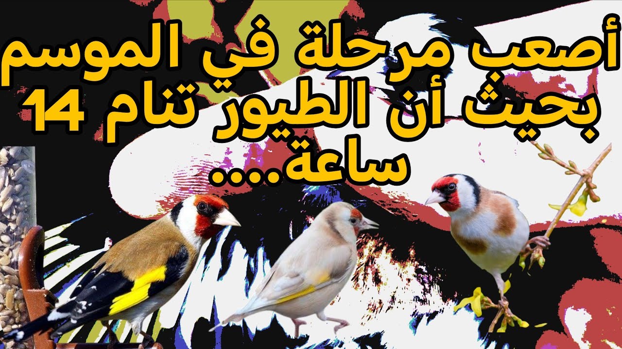 كيف نتعامل مع طيورنا بما أننا في أصعب فترة من السنة 😊
