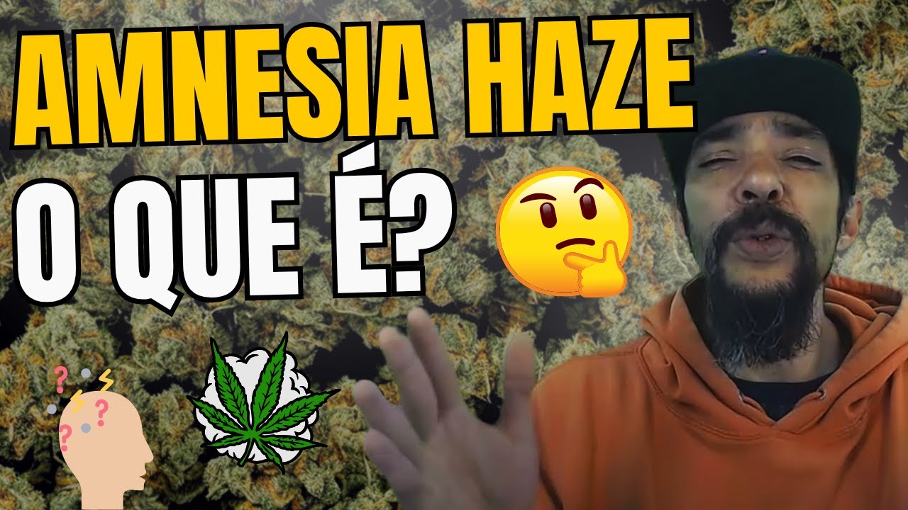 Amnesia Haze: Efeitos, Características e História da Genética