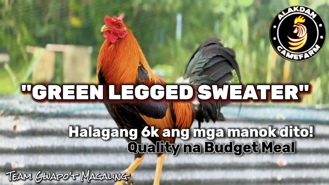 GREEN LEGGED SWEATER 
