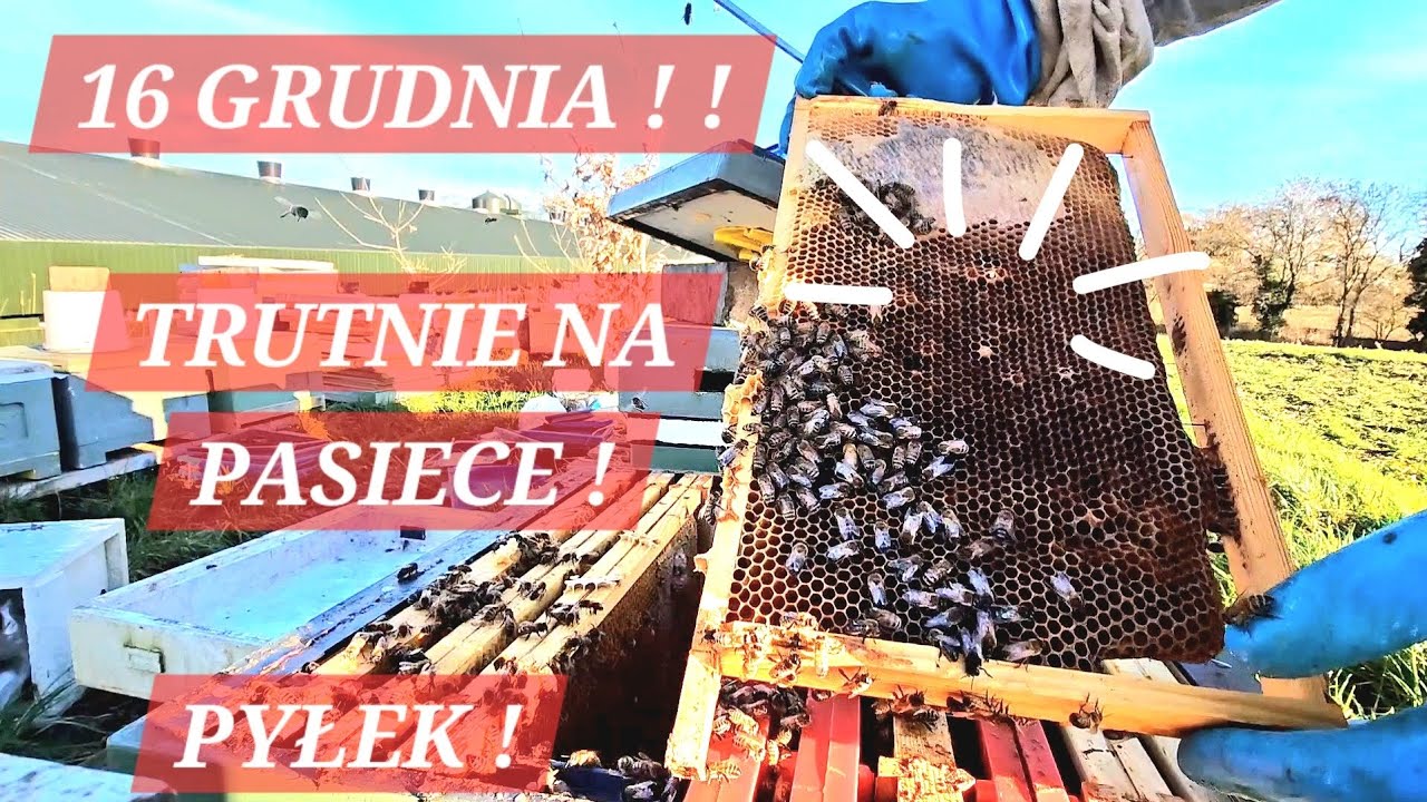 ZIMOWY OBLOT PSZCZÓŁ Pierwsza upadła rodzina, pyłek i trutnie w Grudniu #pszczoły #pszczelarz #oblot