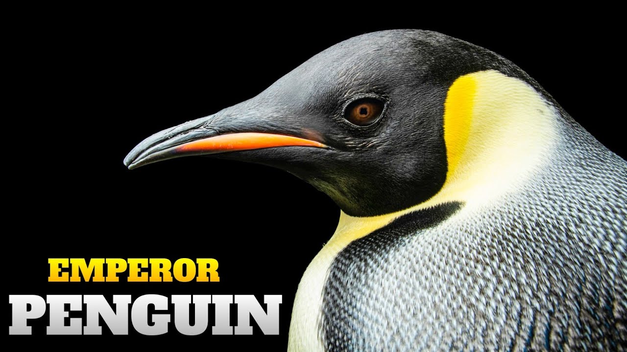 বরফের দেশে (-৭০&deg;C) 😳 পেঙ্গুইনের কঠিন জীবন | Penguin Documentary Bangla