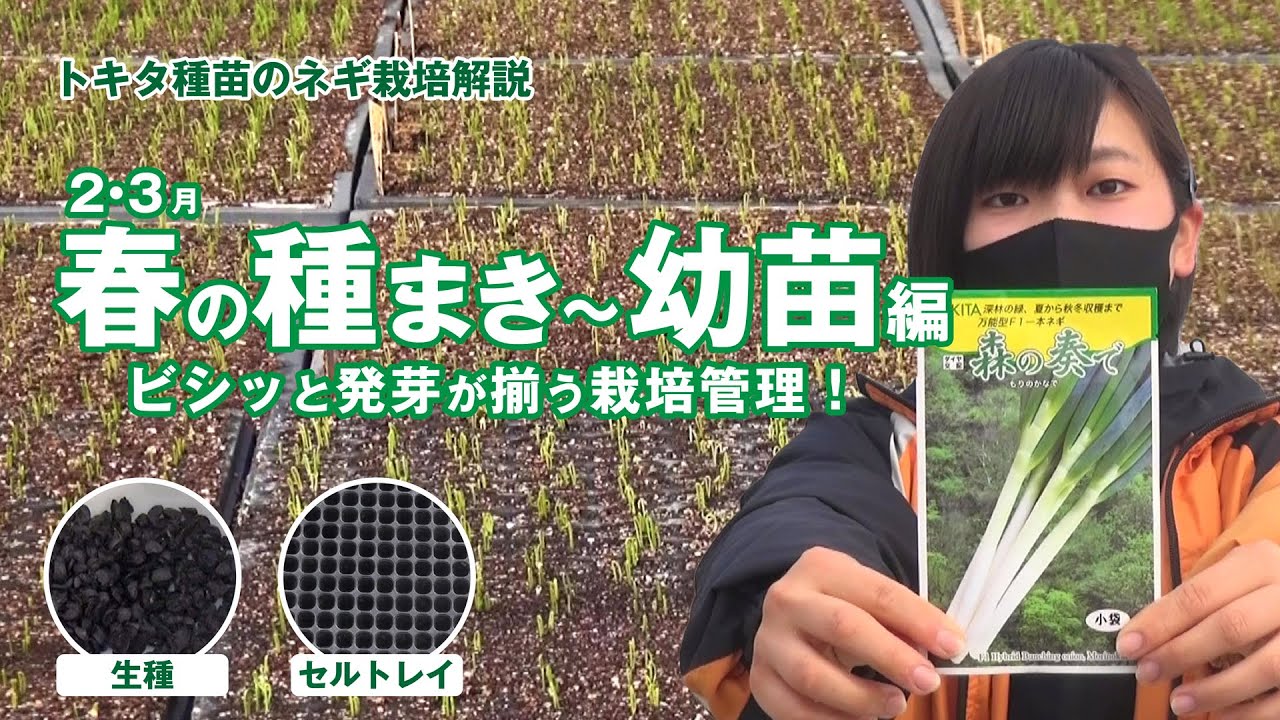 【秋冬どりネギ2月・3月の種まき・育苗】初心者・家庭菜園・直売出荷　 生種とセルトレイで育苗！ 　白ネギ・長ネギ・一本ネギをビシッと発芽を揃えて育苗する栽培管理と作業時間　説明に目次　トキタ種苗