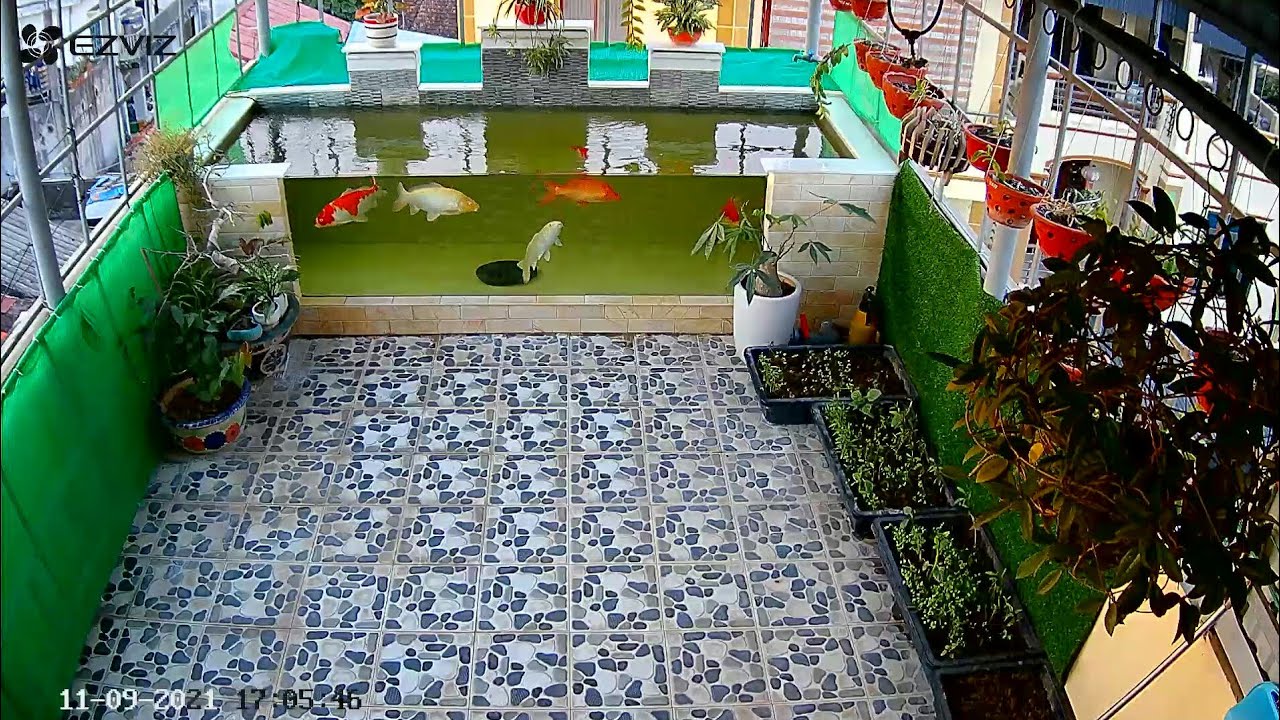 Hồ Cá Koi 3,5 Khối Trên Sân Thượng Đẹp Mê Ly - Bộ Lọc 4 Ngăn Vận Hành Tốt - Hồ Của Bạn Nam Ở Hà Nội.