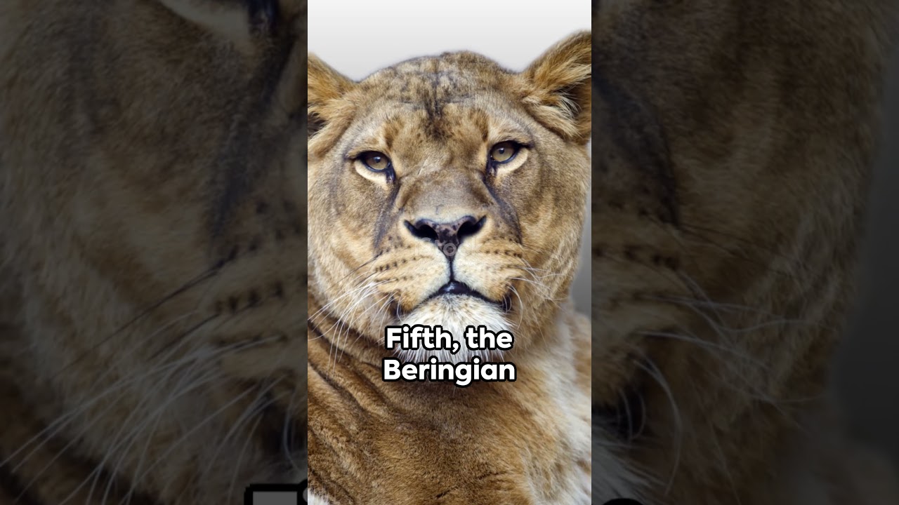 6 Most Powerful Extinct Lion Species
