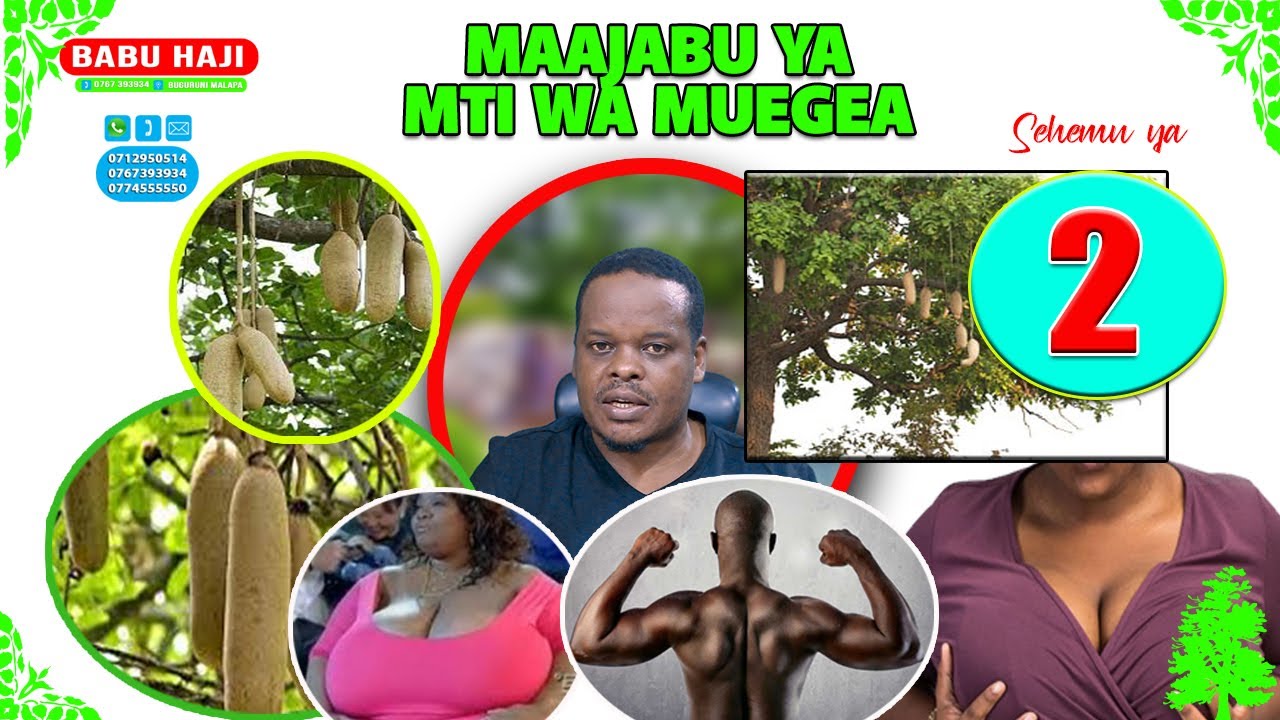 MAAJABU YA MTI WA MYEGEA NO 2