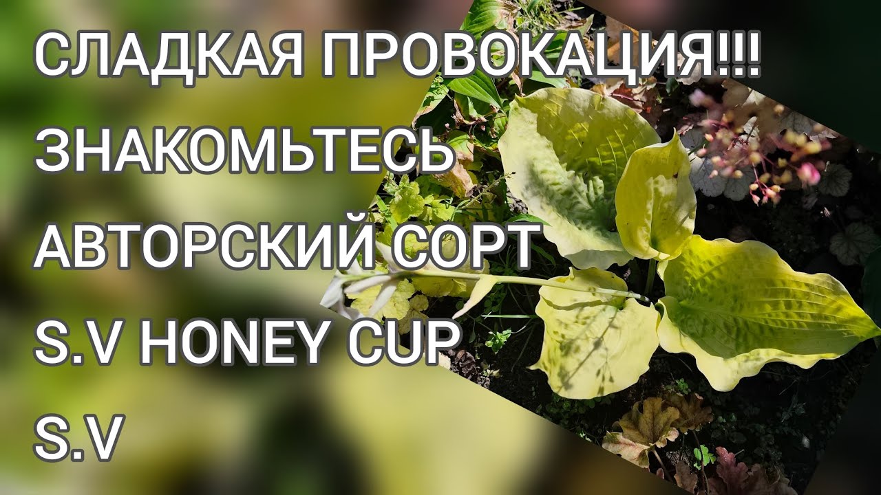 ЗНАКОМО С НОВЫМ АВТОРСКИМ СОРТОМ ХОСТЫ...S.V Honey Cup...#hosta #частнаяколлекция #авторскийсорт