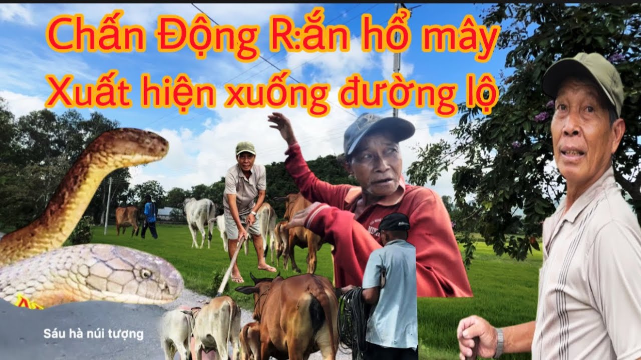 Rùng Rợn:Tiếp cận nhiều người dân chạm mặt r:ắn hổ mây to xuống núi nằm giữa đường lộ