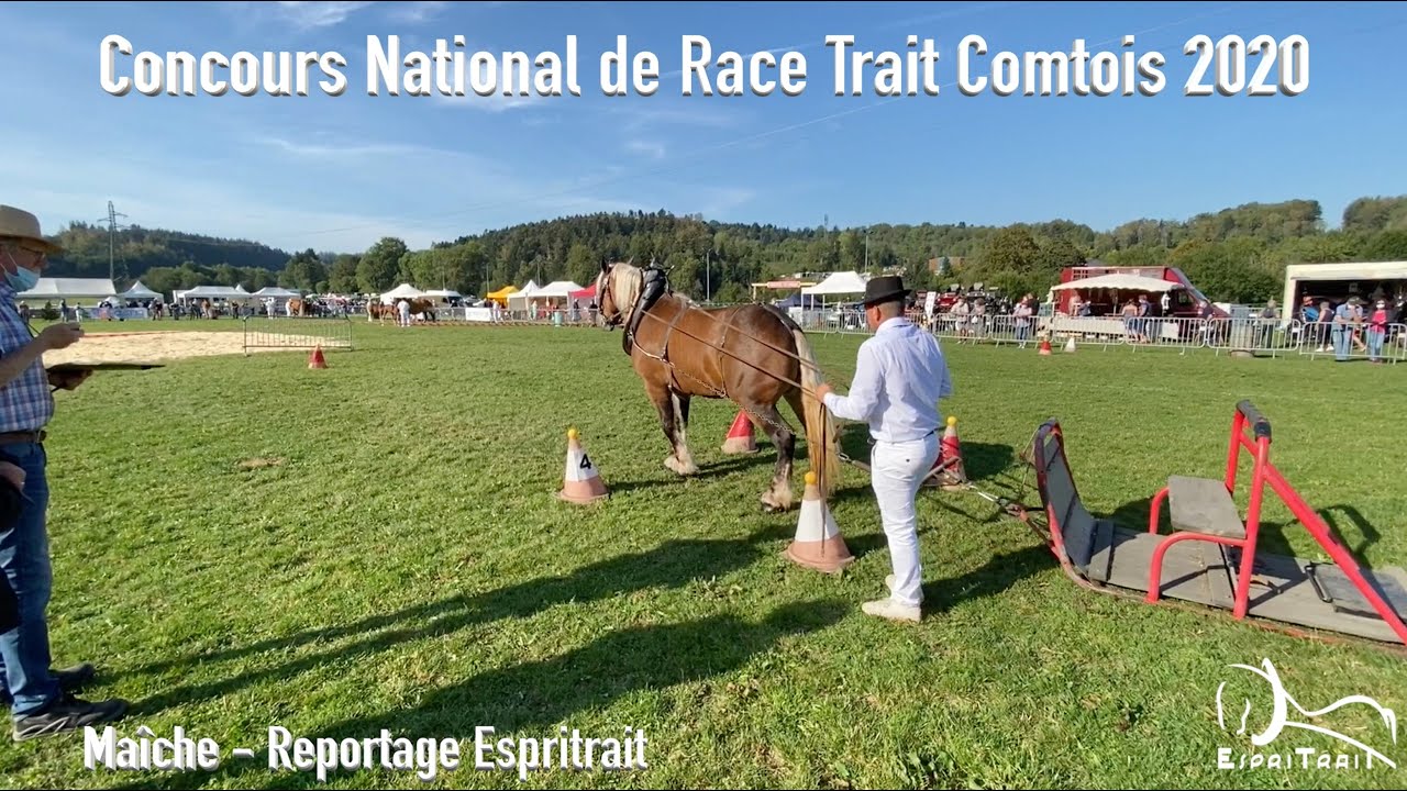 Concours National du Cheval de Trait Comtois 2020 - Espritrait