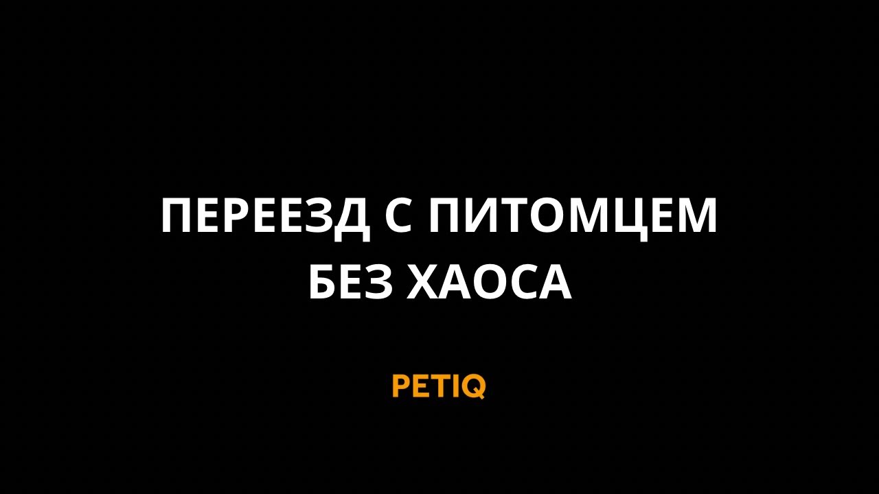 PetiQ — система международного переезда с питомцем