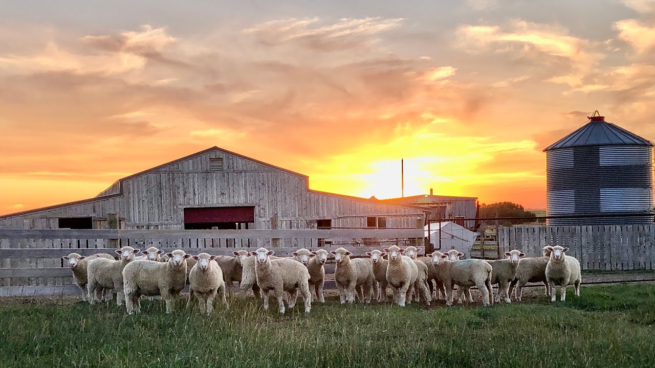 A Tour of Our Sheep Ranch (McDermit Ranch)