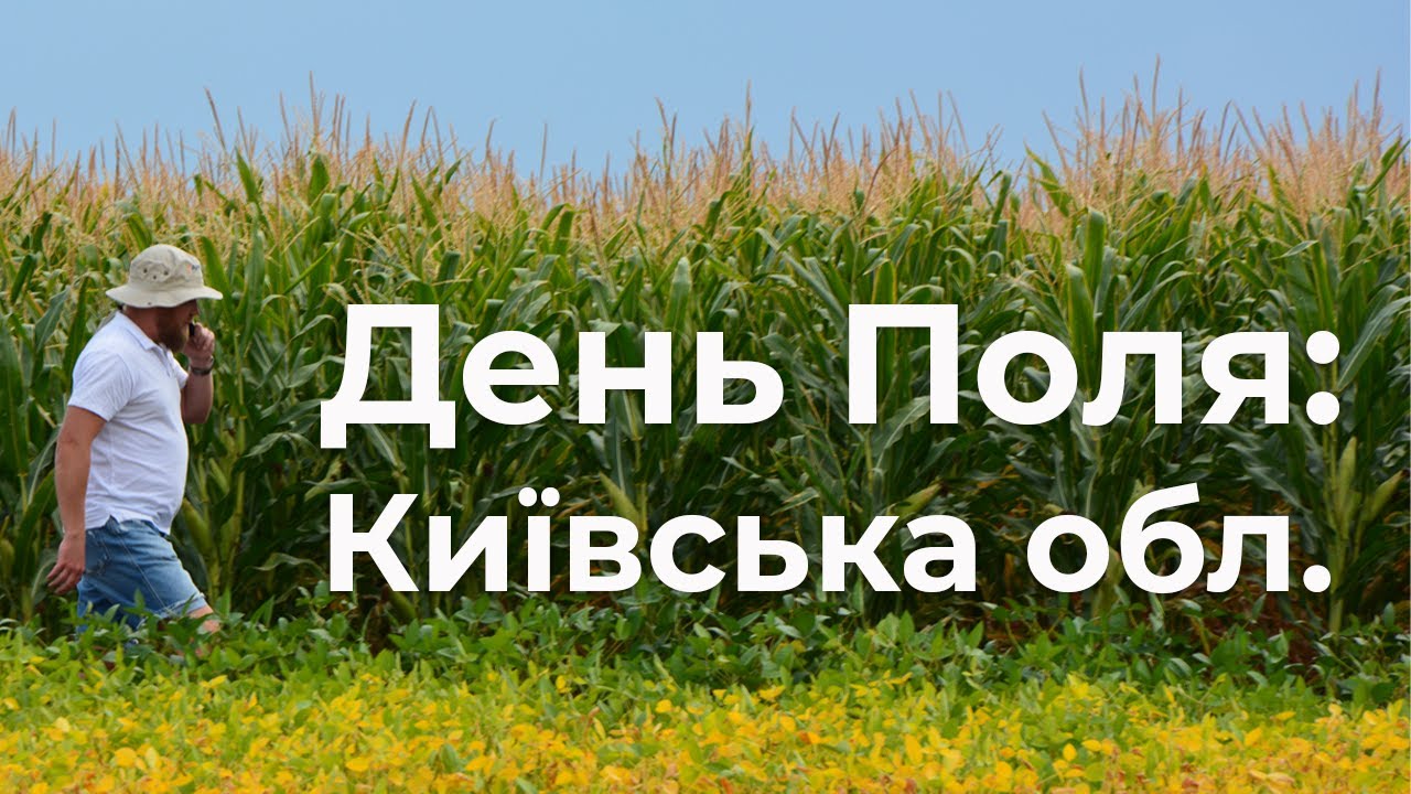 Кукурудза на Київщині: посуха, діабротика, совка, стрибки температур. Технологія для Кукурудзи
