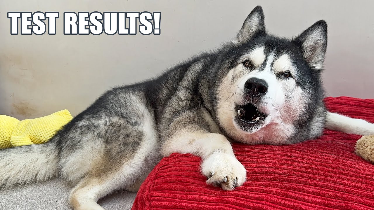 How Key the Husky Is Doing! Test Results & Appetite!