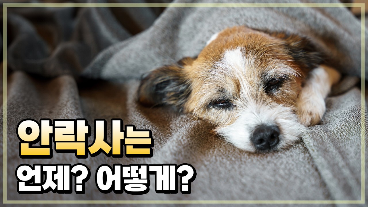 강아지와의 마지막 순간, 강아지를 편안하게 보내는 방법. 안락사 이야기.