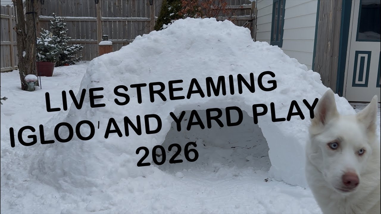 Igloo Fun (LIVE STREAMING) with Atlas Siberian Husky