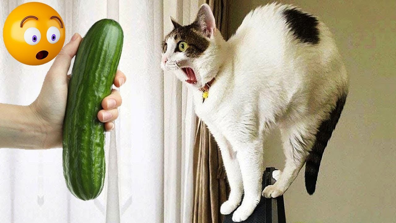 Funniest Animal Videos - Try Not To Laugh #59