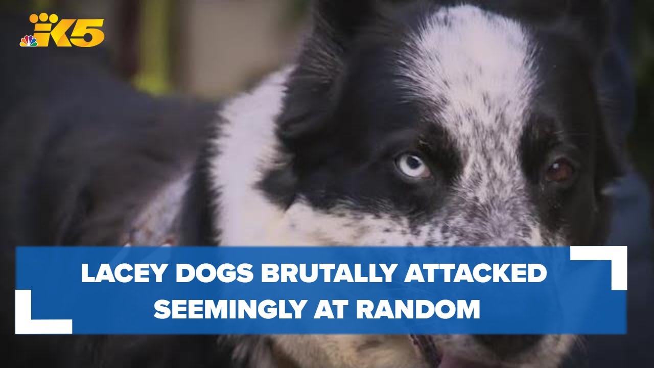 Family dogs brutally attacked in Lacey backyard