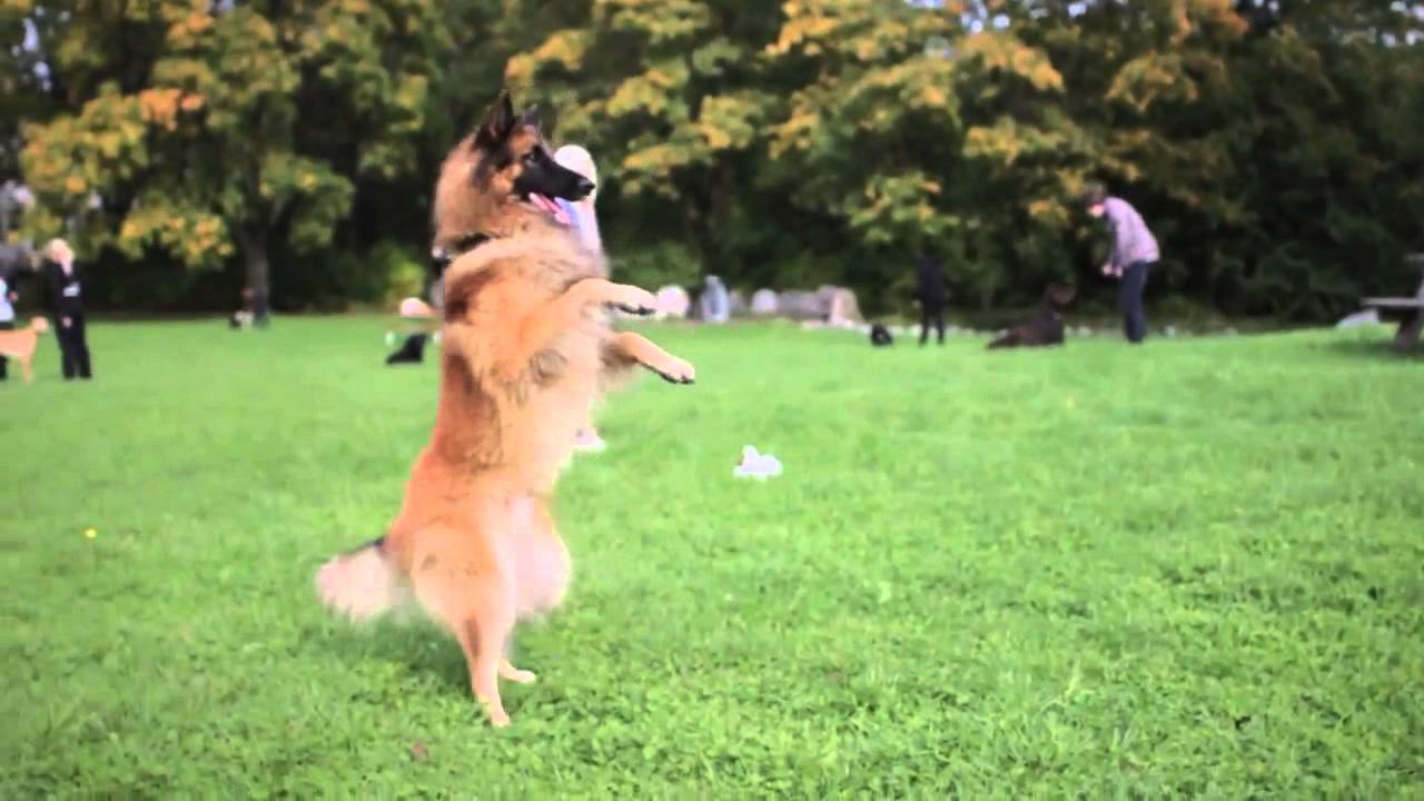 Djurgymnasiet, om profil Hund