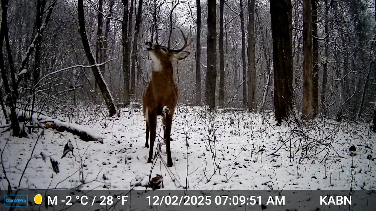 DON'T Look Now but Here Comes a TRAIN: Trail Cam Highlights 1.1.26