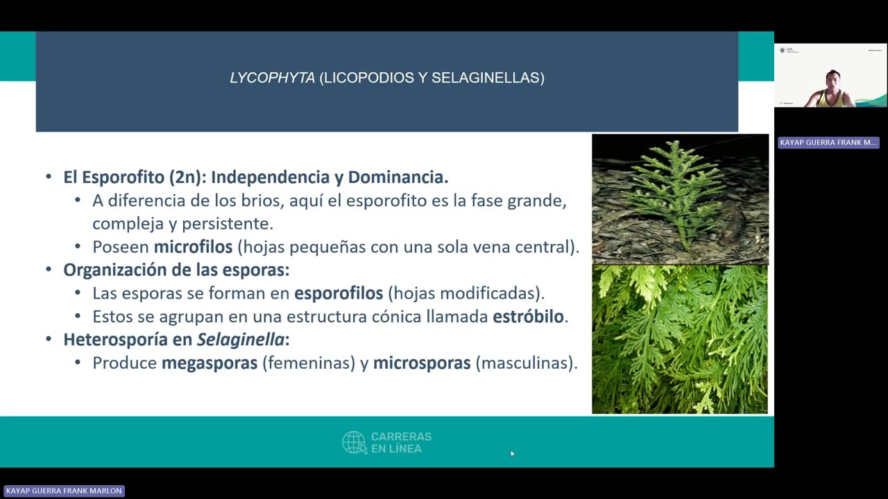 Ciclos biológicos Bryophyta, Lycophyta y Monilophyta