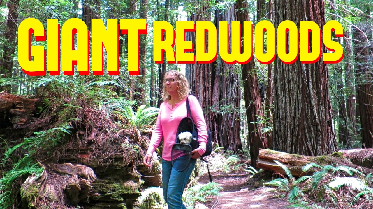 GIANT REDWOODS!