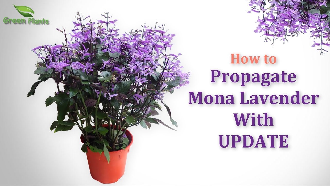 How to Propagate Purple Flower Plant 