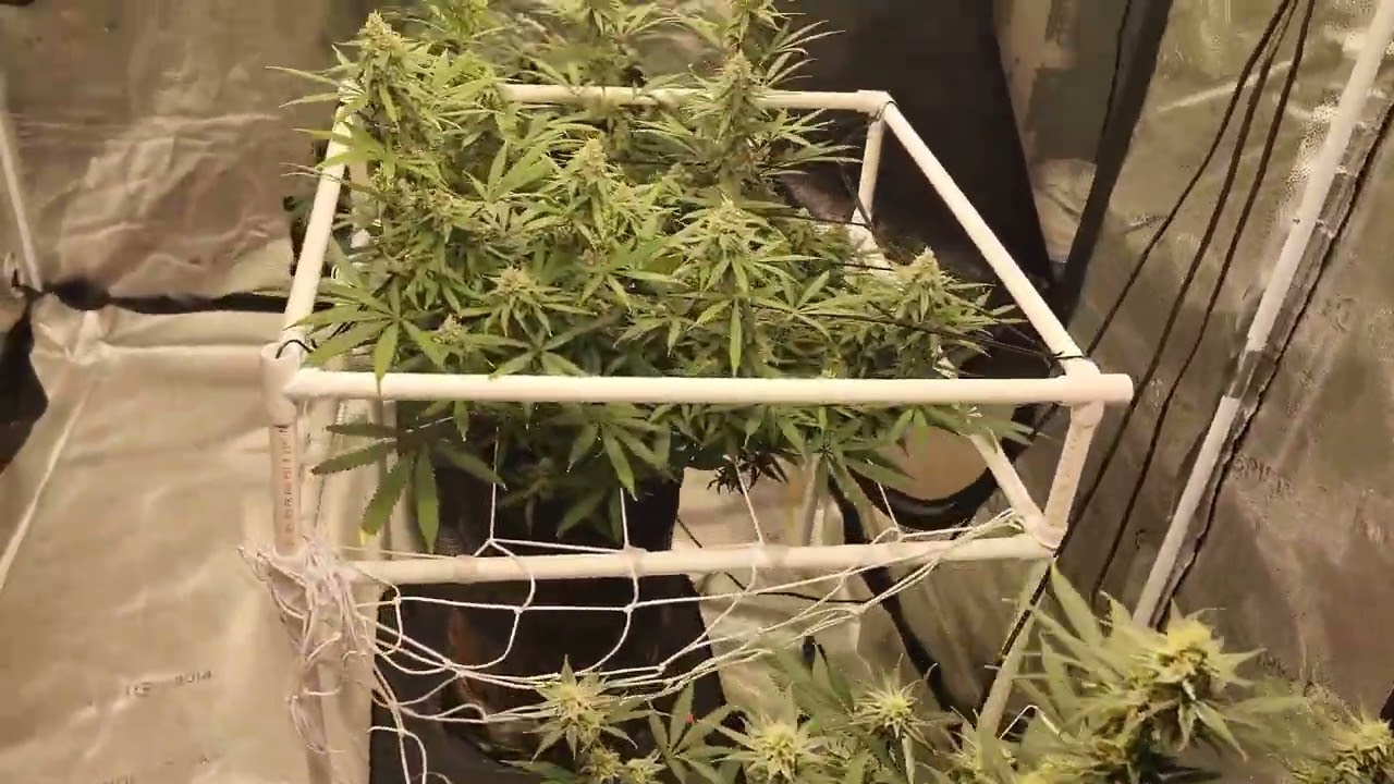 Weekly update Octopot grow #10 Skunk #1, Grape Ape, White Rhino. day 35 flower.