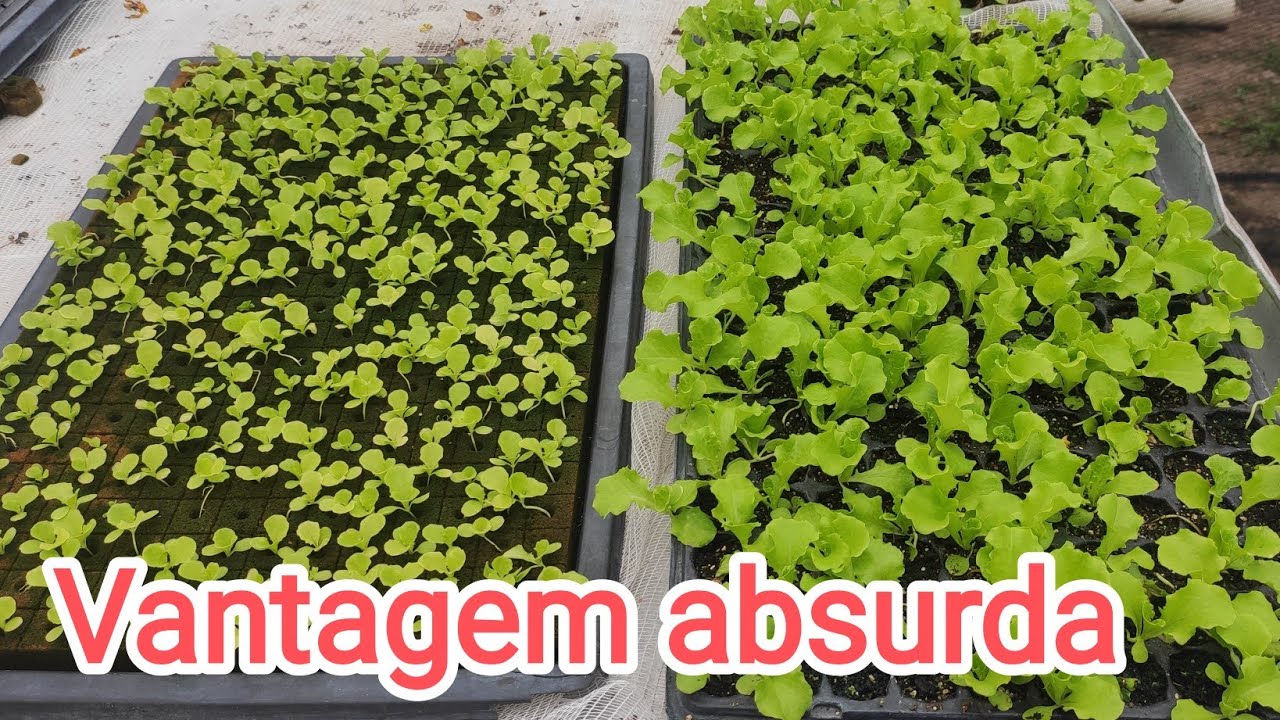 Espuma Fen&oacute;lica vs Carolina Soil , qual substrato &eacute; melhor ?