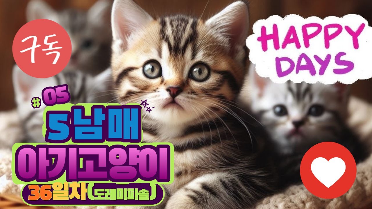 아기고양이5남매 36일차 (도레미파솔)