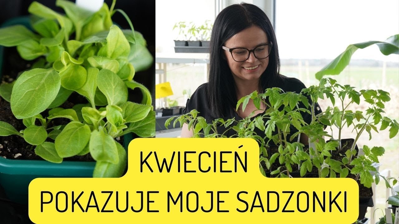 SADZONKI WARZYW KWIECIEŃ. OGRÓD WARZYWNY. OGRODNICTWO Z KASIA.IN